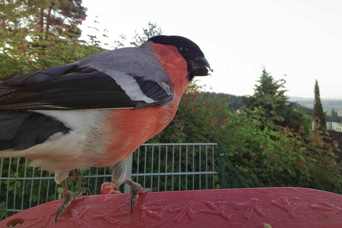 Foto